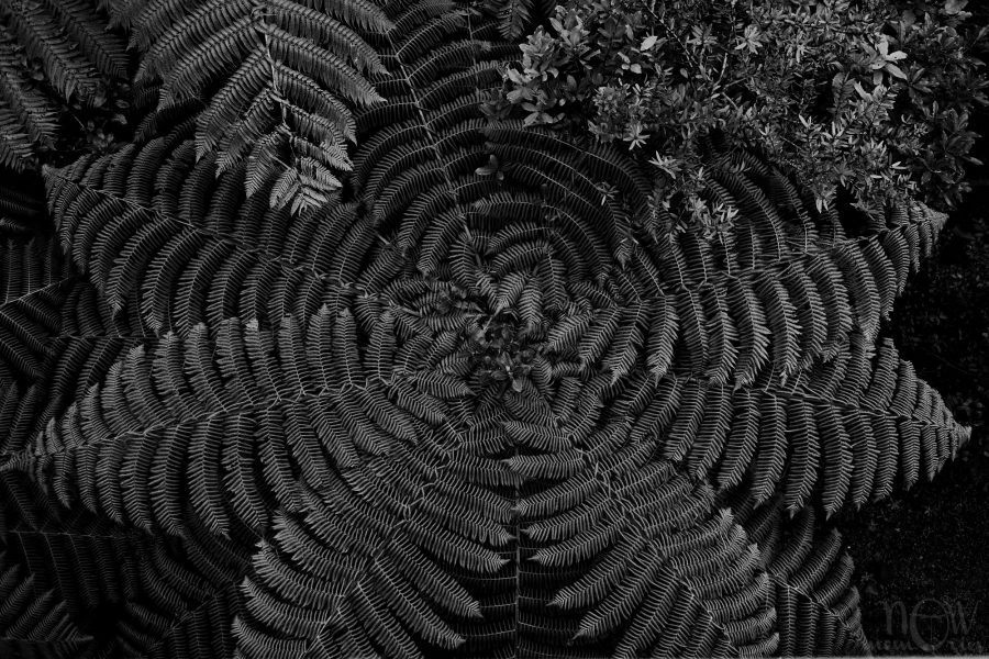 black and white monochrome fern tree dark wild bush nature