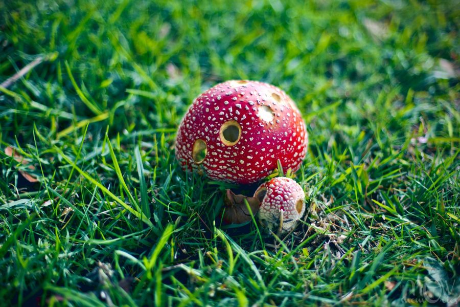 amanite red mushroom in the green grass