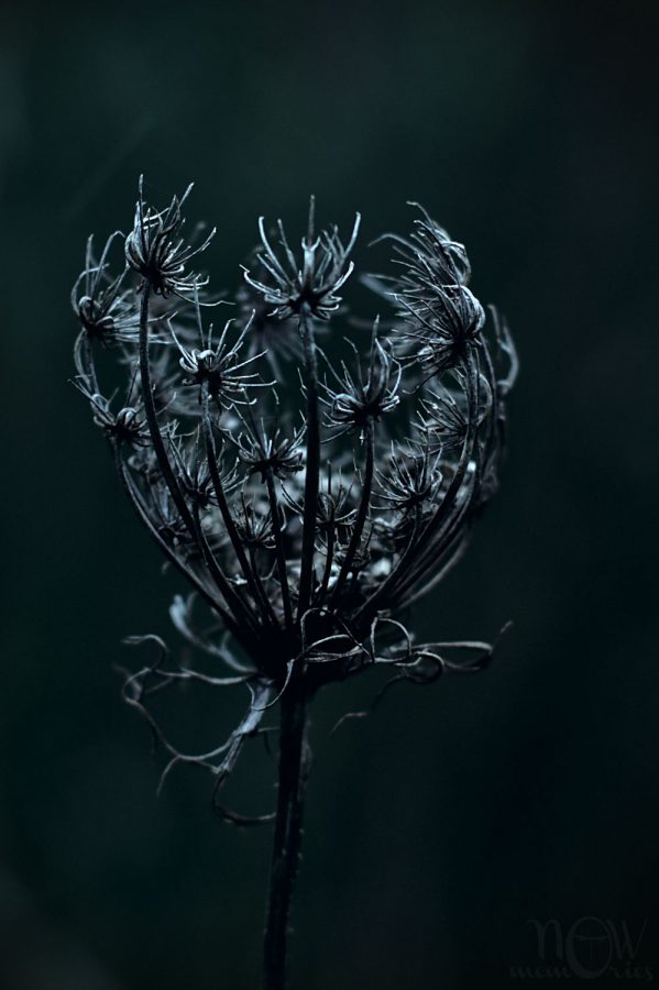 wild carrot flower nature dark monochrome